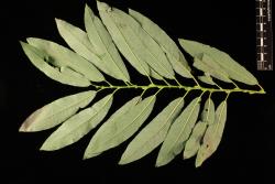 Salix lasiolepis. Leaf arrangement.
 Image: D. Glenny © Landcare Research 2020 CC BY 4.0